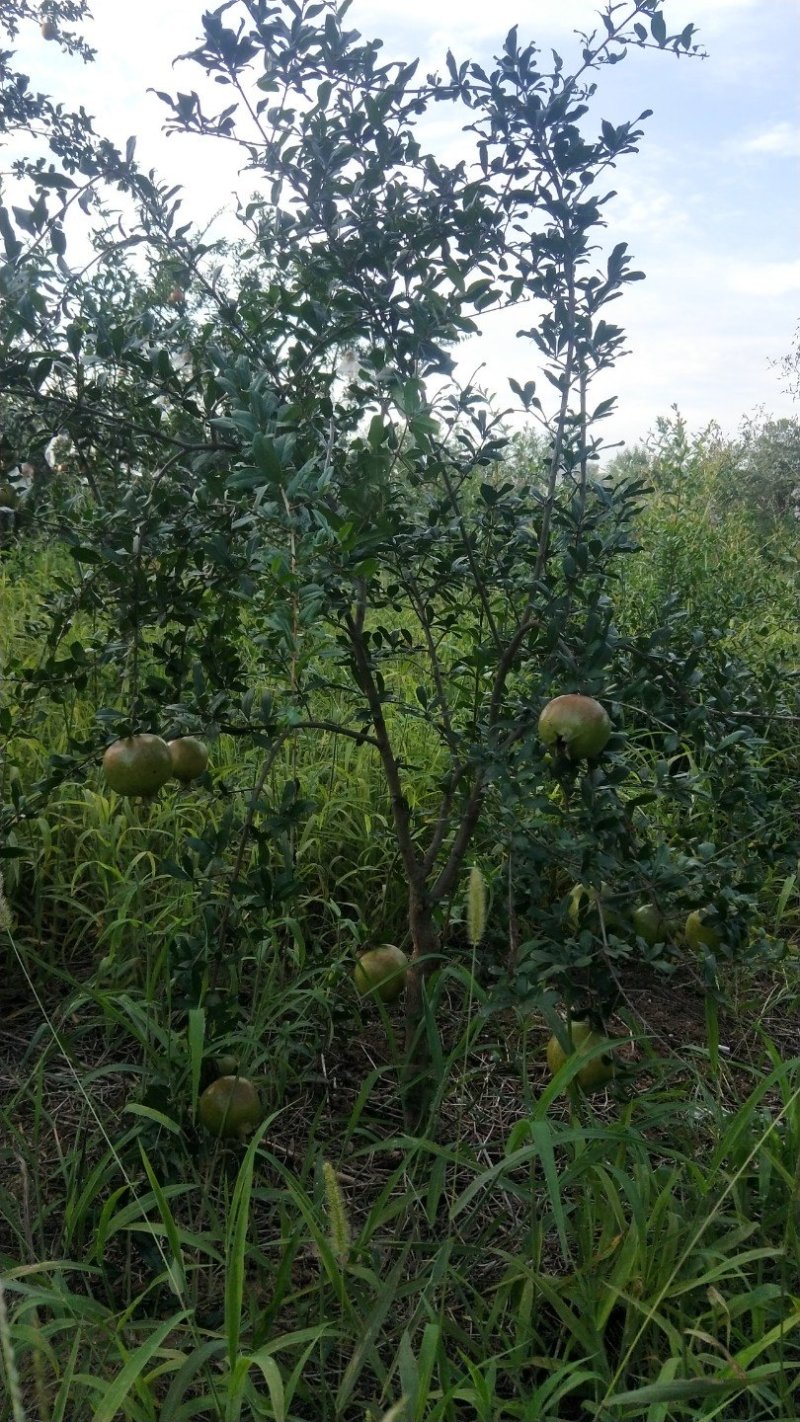 临潼《骊山红》优质品种现挖现发南北方皆可种植