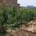 突尼斯软籽石榴树苗优质品种现挖现发南北方皆可种植