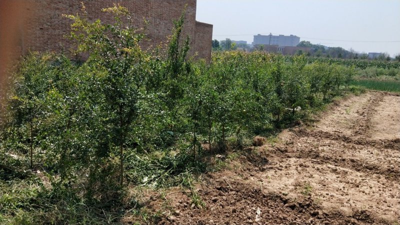 临潼《骊山红》优质品种现挖现发南北方皆可种植
