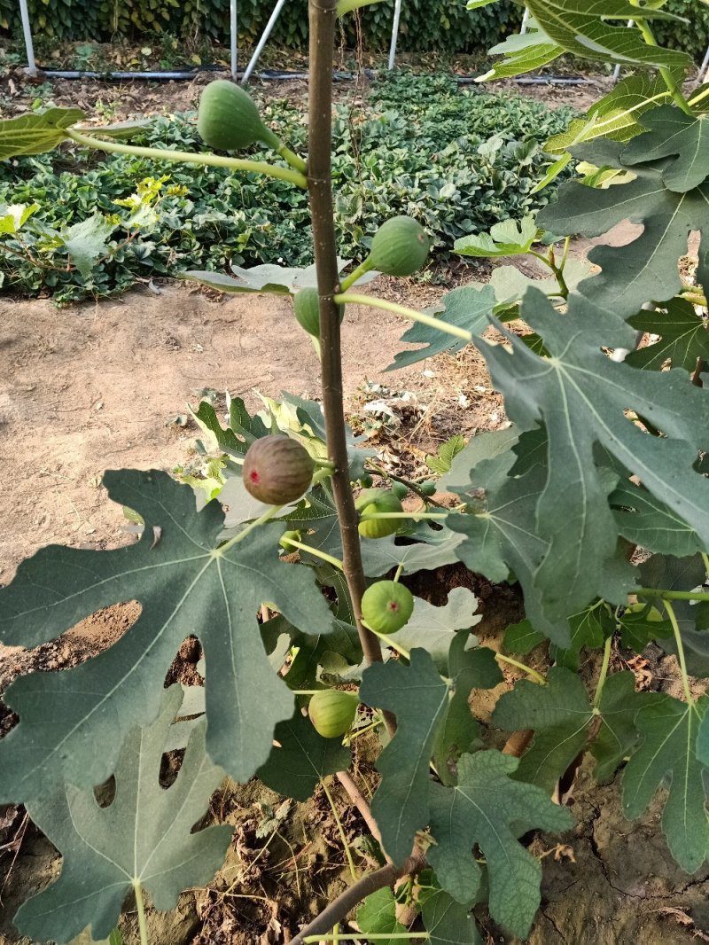 无花果苗，波姬红，布兰瑞克，青皮，金倣芬等品种自家种植