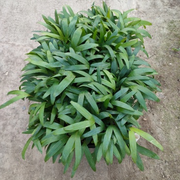 紫花假槟榔苗棕榈科园林绿化树苗四季常青美观