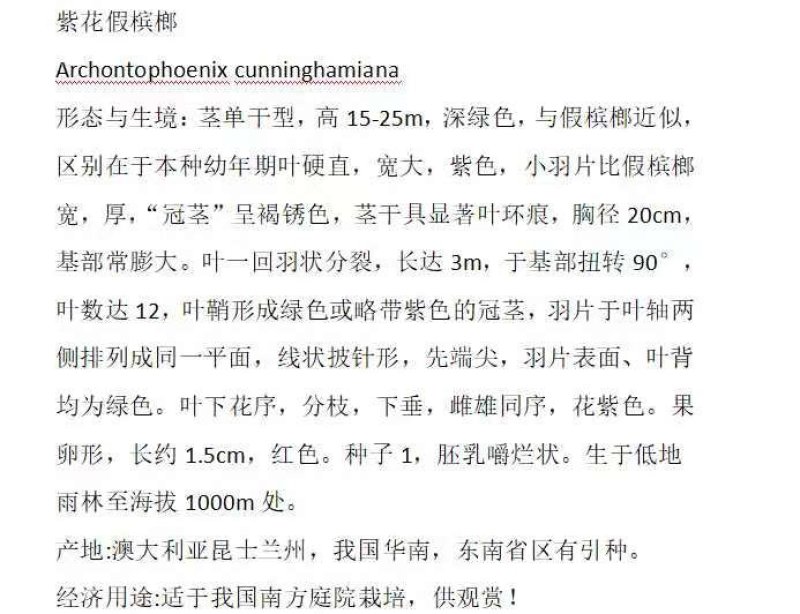 紫花假槟榔苗棕榈科园林绿化树苗四季常青美观