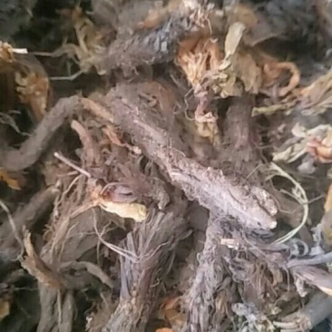 甘松统货，甘松根，甘松水洗，甘松叶