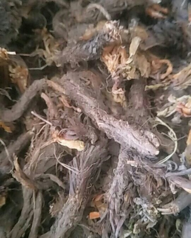 甘松统货，甘松根，甘松水洗，甘松叶