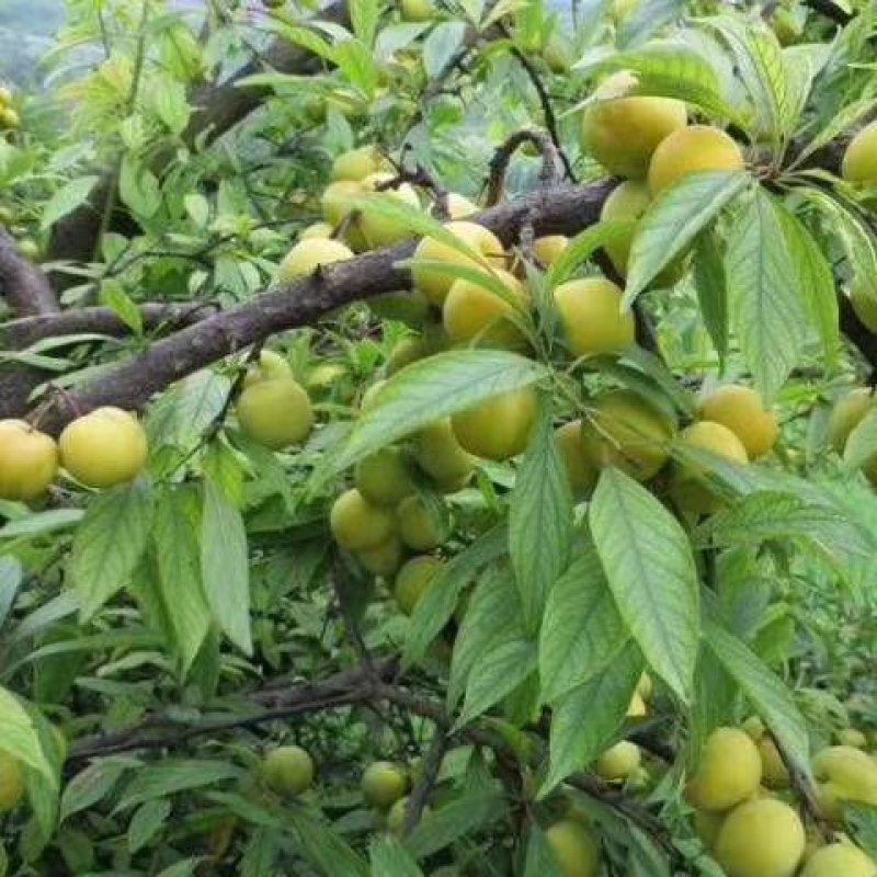 四川蜜糖嫁接李苗，果子甜度高，南北均可种植，全场包邮