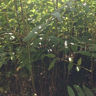 香椿苗，湖北利川市香椿小苗。红椿苗，叶子可食用。