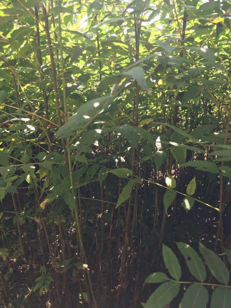 香椿苗，湖北利川市香椿小苗。红椿苗，叶子可食用。