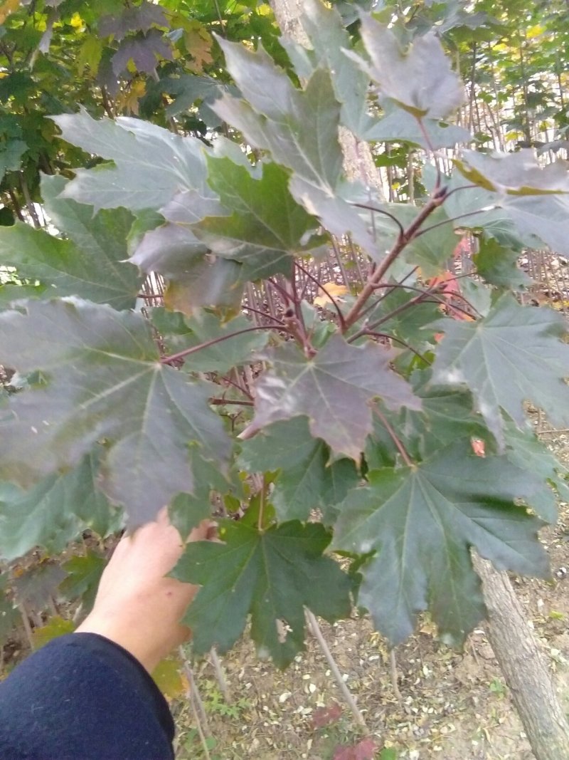 变色红枫三色红枫随时保湿发货保湿发货