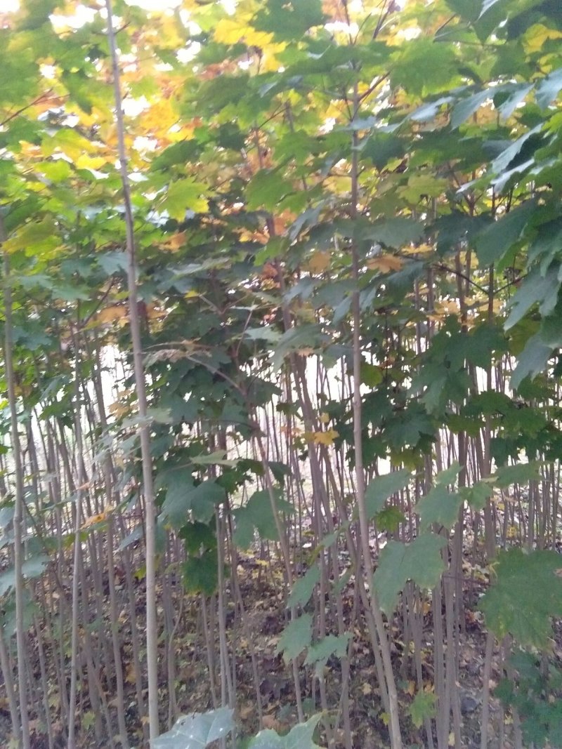 变色红枫三色红枫随时保湿发货保湿发货