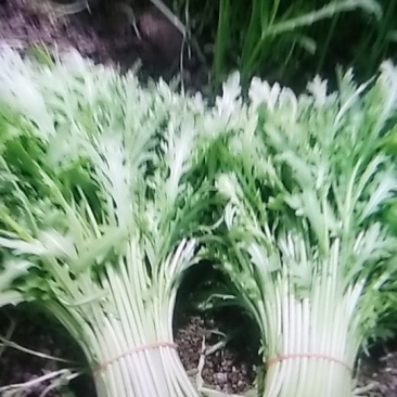 茼蒿