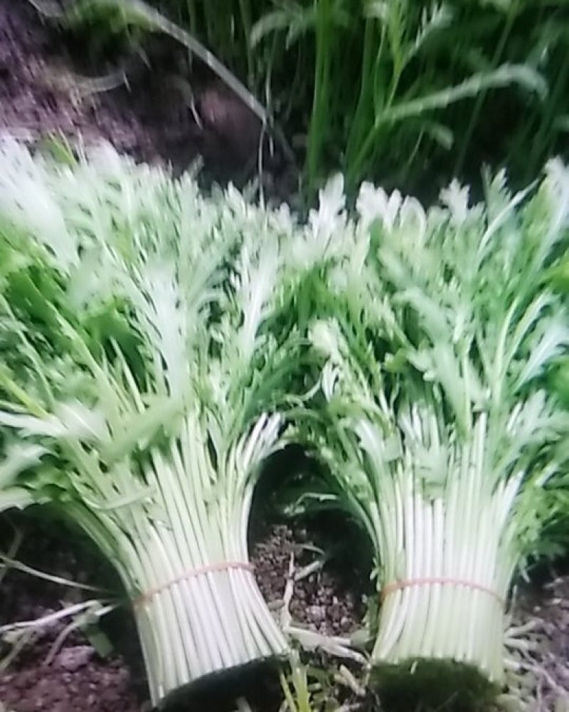 茼蒿