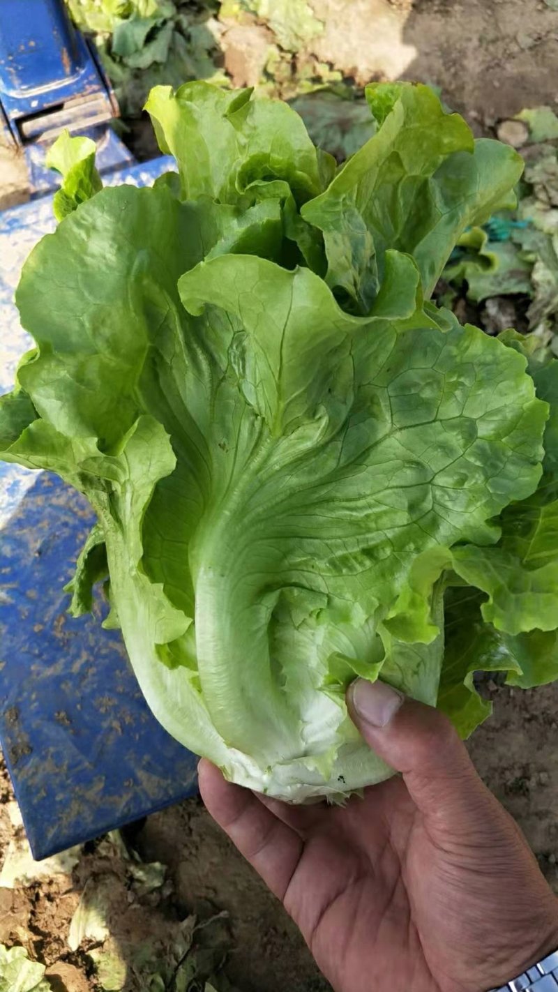 精品蔬菜意大利生菜产地直发保证质量有保障