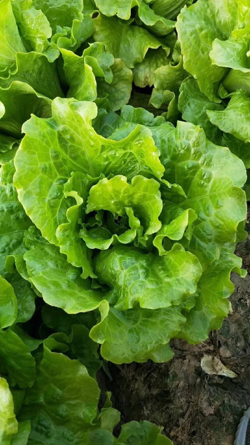 精品蔬菜意大利生菜产地直发保证质量有保障