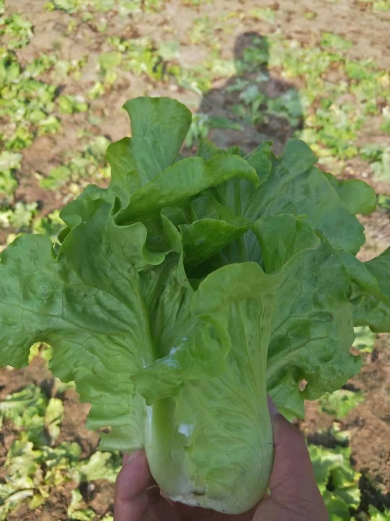 精品蔬菜意大利生菜产地直发保证质量有保障