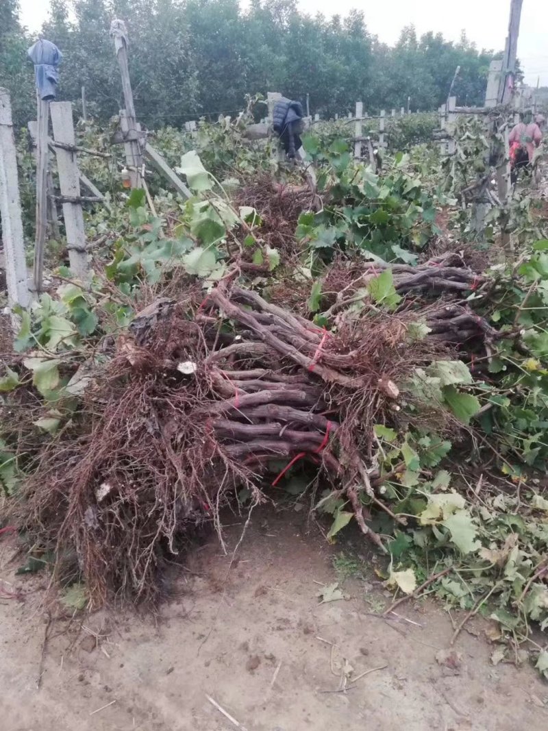 占地占地用葡萄树。大量有货