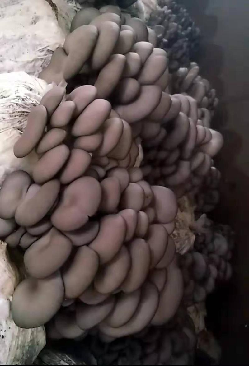 菌棒河北菌棒优质货源抗病高产蘑菇食用菌优