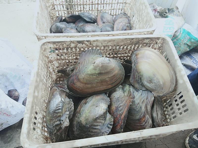 湖北河蚌各类品种肉质鲜美肥嫩长期供应价廉物美物流迅速