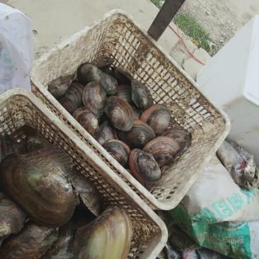 湖北河蚌各类品种肉质鲜美肥嫩长期供应价廉物美物流迅速