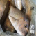 真鲷