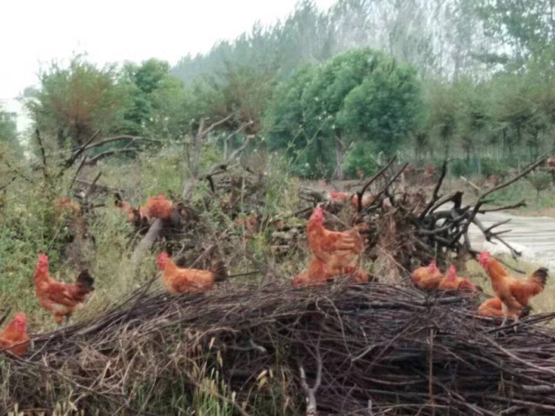 纯土鸡种蛋受精蛋可孵化小鸡新鲜草鸡受精蛋50枚包邮