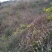 纯野生山菊花