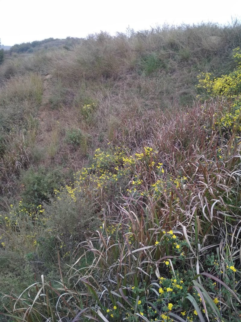 纯野生山菊花