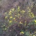 纯野生山菊花