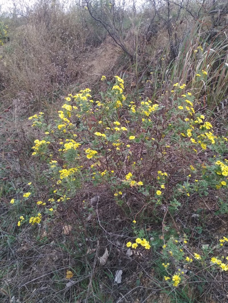 纯野生山菊花