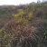 纯野生山菊花