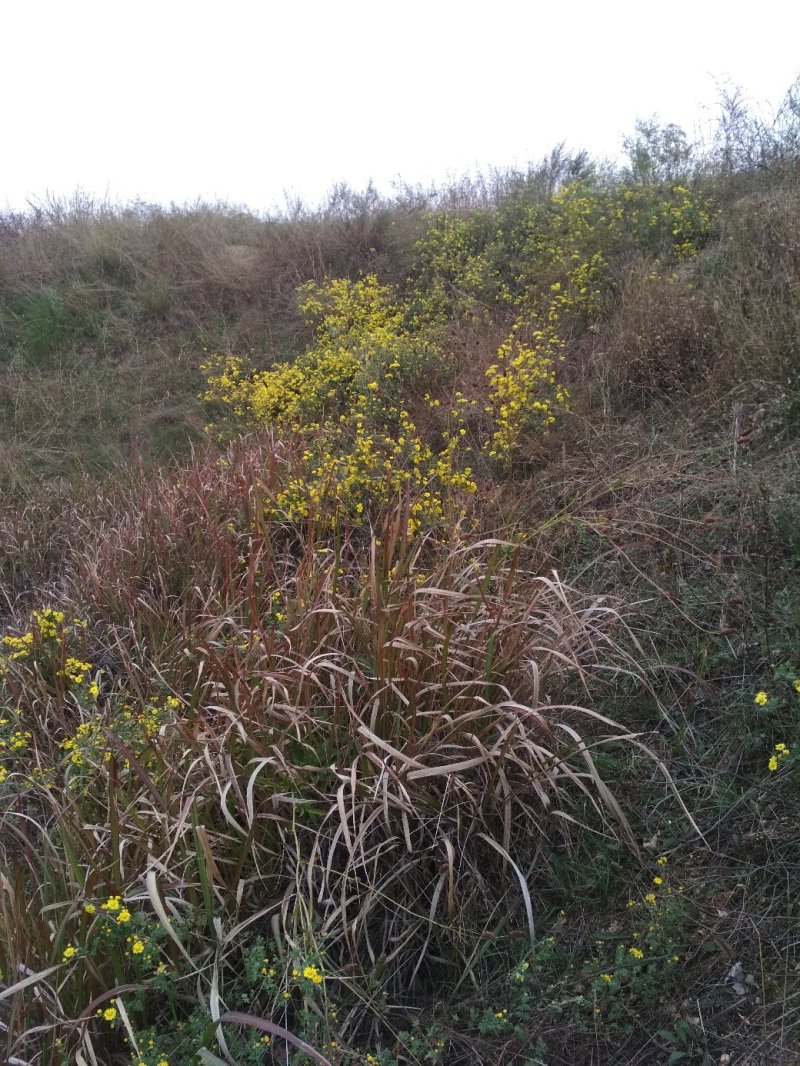 纯野生山菊花