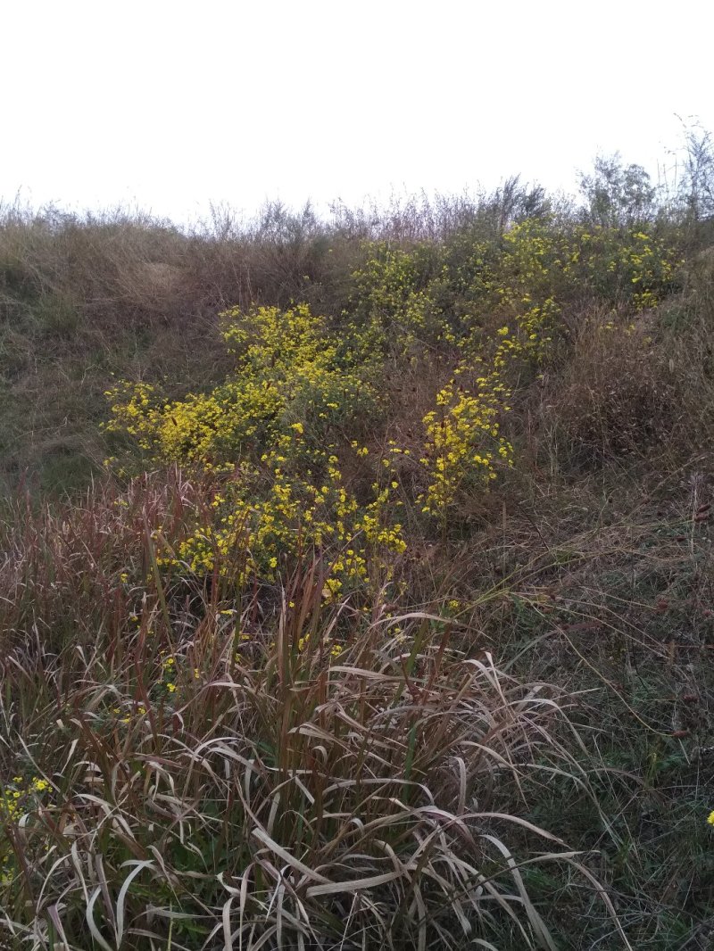 纯野生山菊花
