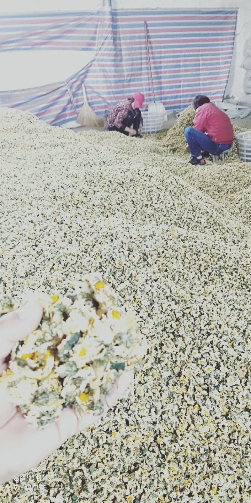 胎菊，胎米，朵花，原产地直销