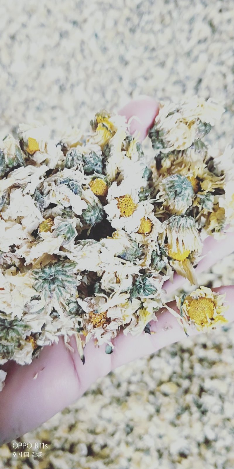 胎菊，胎米，朵花，原产地直销