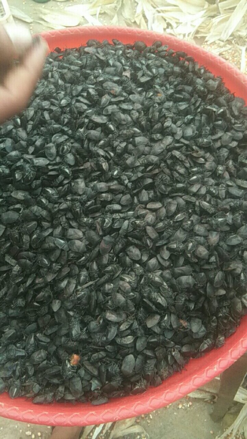 九香虫