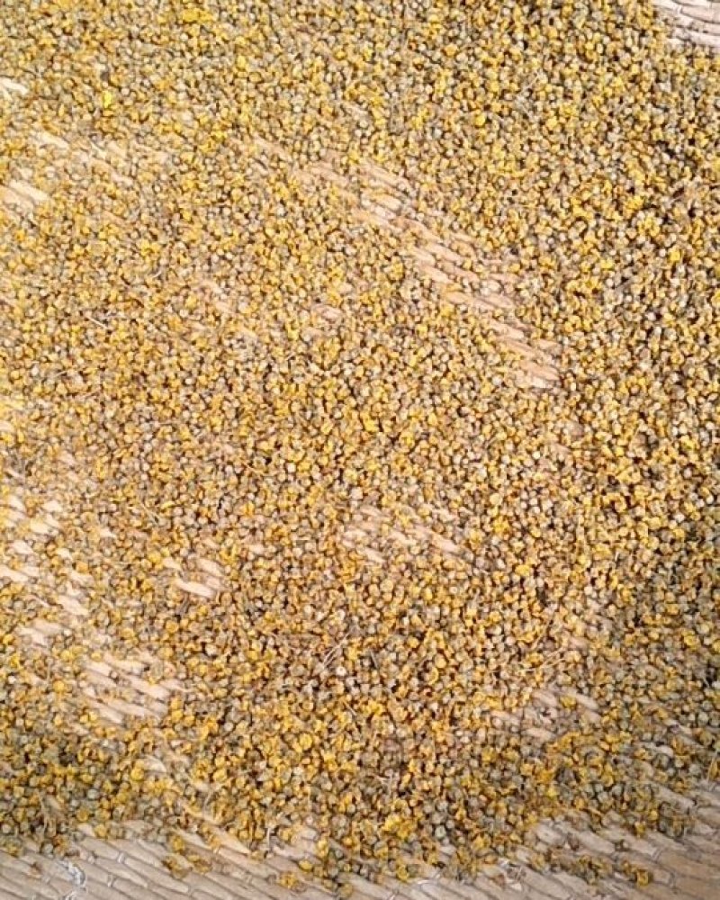 纯野生山菊花