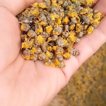 纯野生山菊花