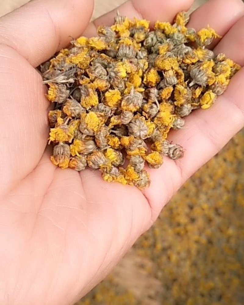 纯野生山菊花