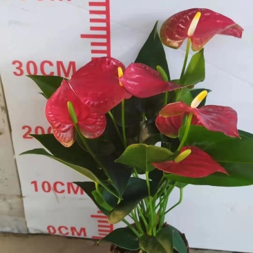 红掌斑比诺