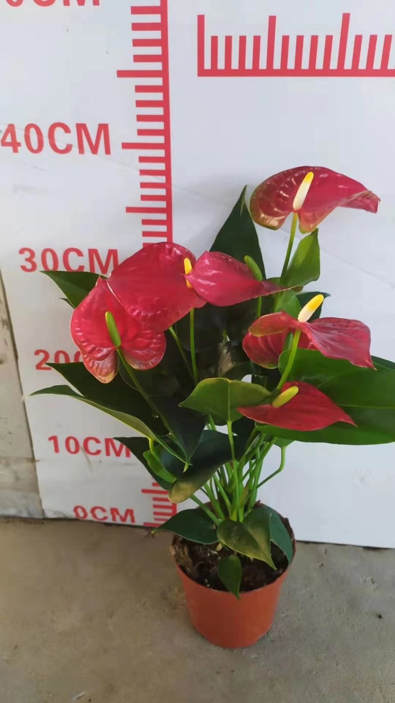 红掌斑比诺