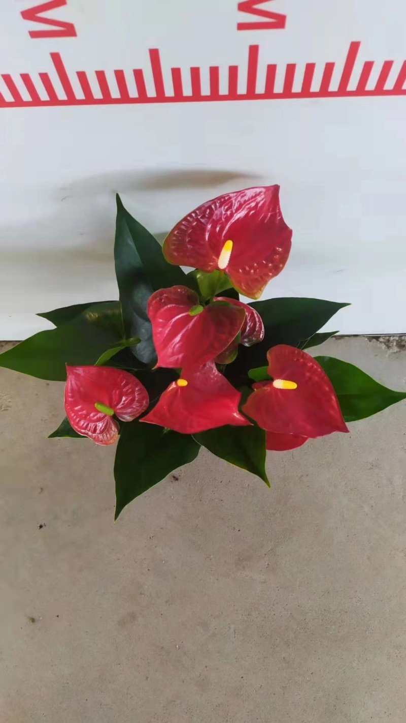 红掌斑比诺