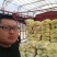 河南黄心娃娃菜质量不错陆续大量上市求合作