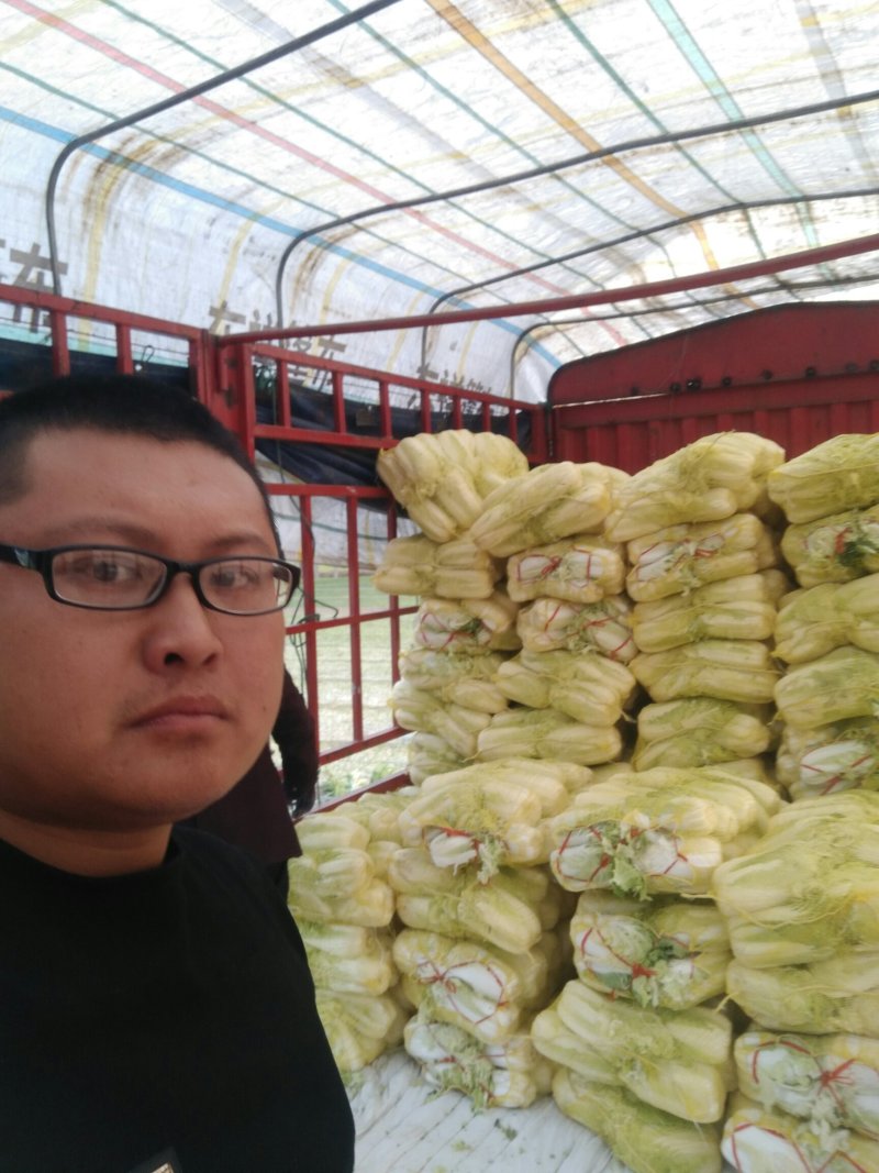 河南黄心娃娃菜质量不错陆续大量上市求合作