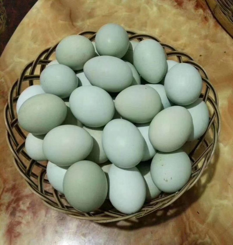 种蛋/商品蛋/麻羽高产绿壳种蛋/五黑绿壳种蛋