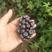 黑果花秋不老莓两年苗产量特别高