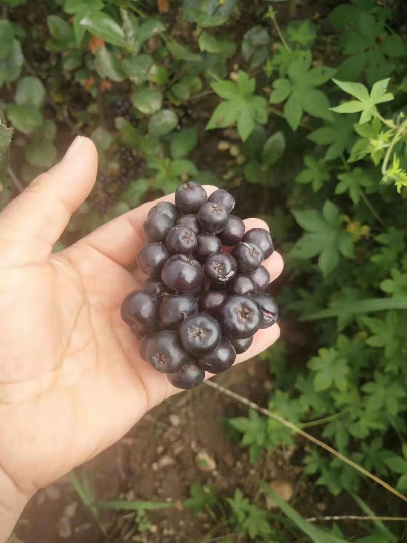 黑果花秋不老莓两年苗产量特别高