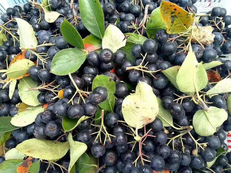 黑果花秋不老莓两年苗产量特别高