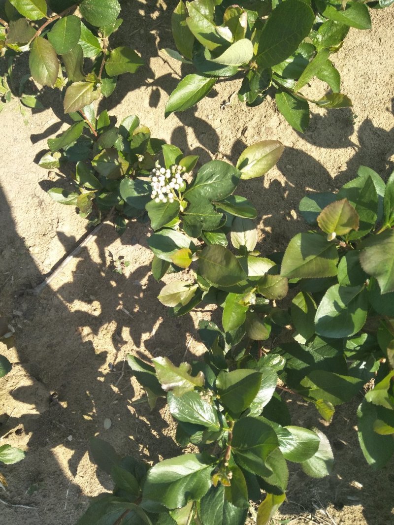 黑果花秋不老莓两年苗产量特别高