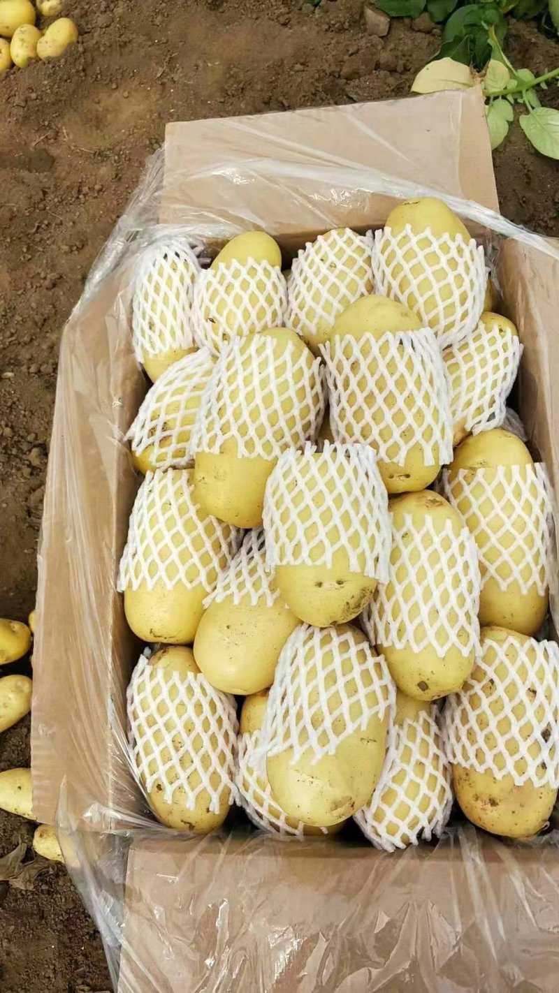 《热销中》优质滕州荷兰十五土豆保质一手货源代发全国市场