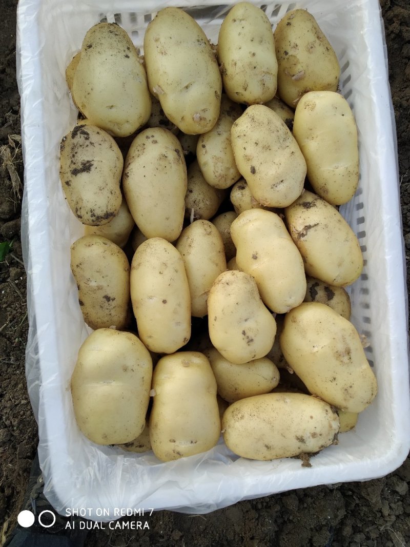 山东滕州荷兰十五土豆常年供应产地直发可对接商超电商微商