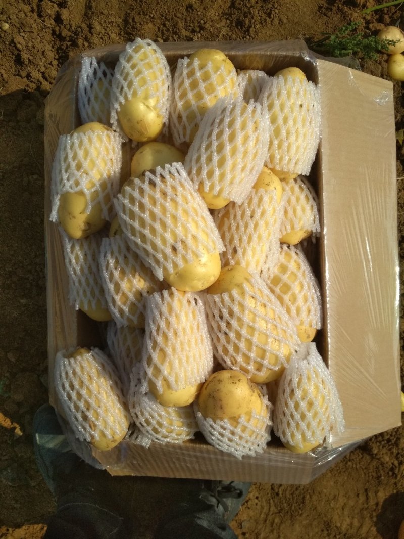 山东滕州荷兰十五土豆常年供应产地直发可对接商超电商微商